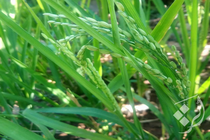 اللاذقية - مزارع ينجح بزراعة الأرز 