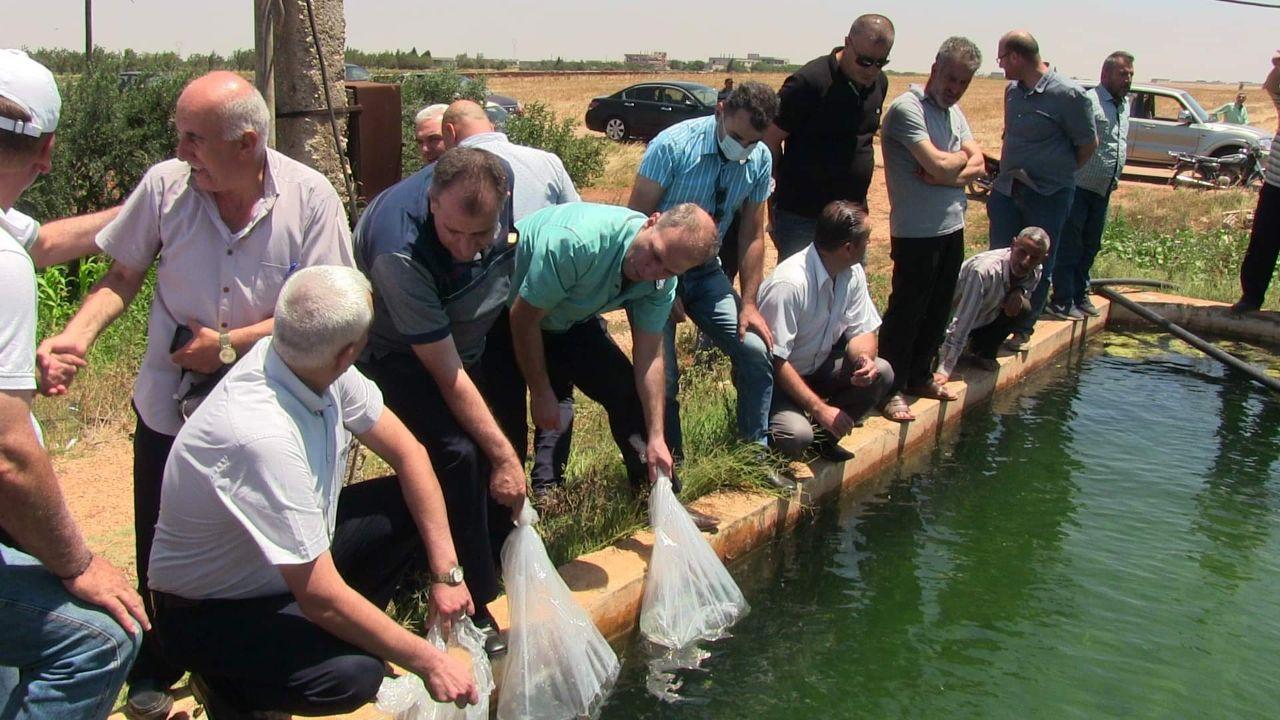 لدعم الإنتاج المحلي.. توزيع إصبعيات سمك كارب على 45 مزرعة أسماك في حمص