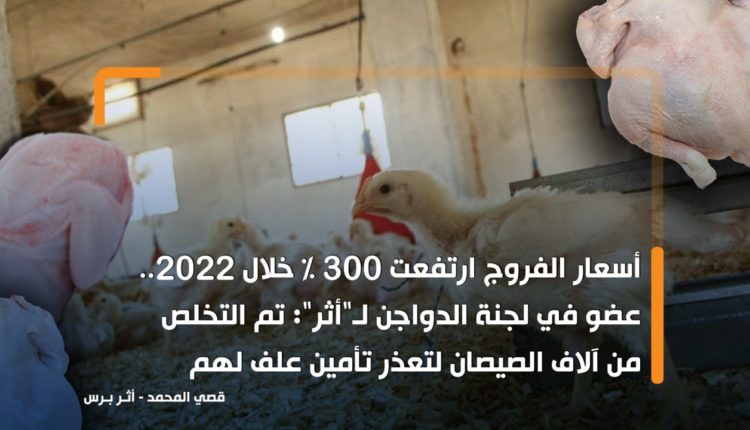 أسعار الفروج ارتفعت 300 % خلال 2022.. عضو في لجنة الدواجن لـ"أثر": تم التخلص من آلاف الصيصان لتعذر تأمين علف لهم
