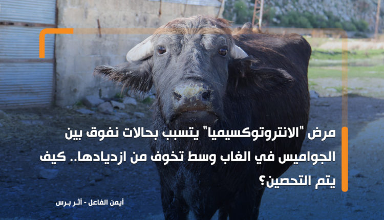 مرض "الانتروتوكسيميا" يتسبب بحالات نفوق بين الجواميس في الغاب وسط تخوف من ازديادها.. كيف يتم التحصين؟