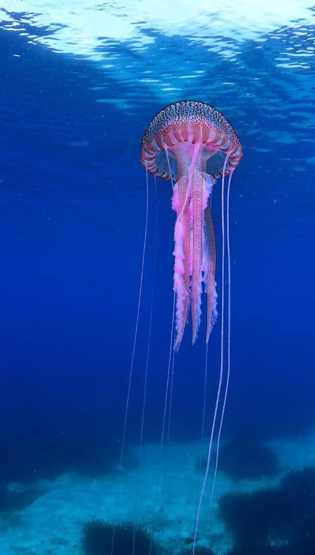 قنديل Pelagia noctiluca