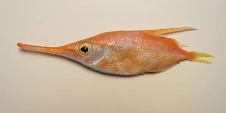 سمكة Macroramphosus scolopax